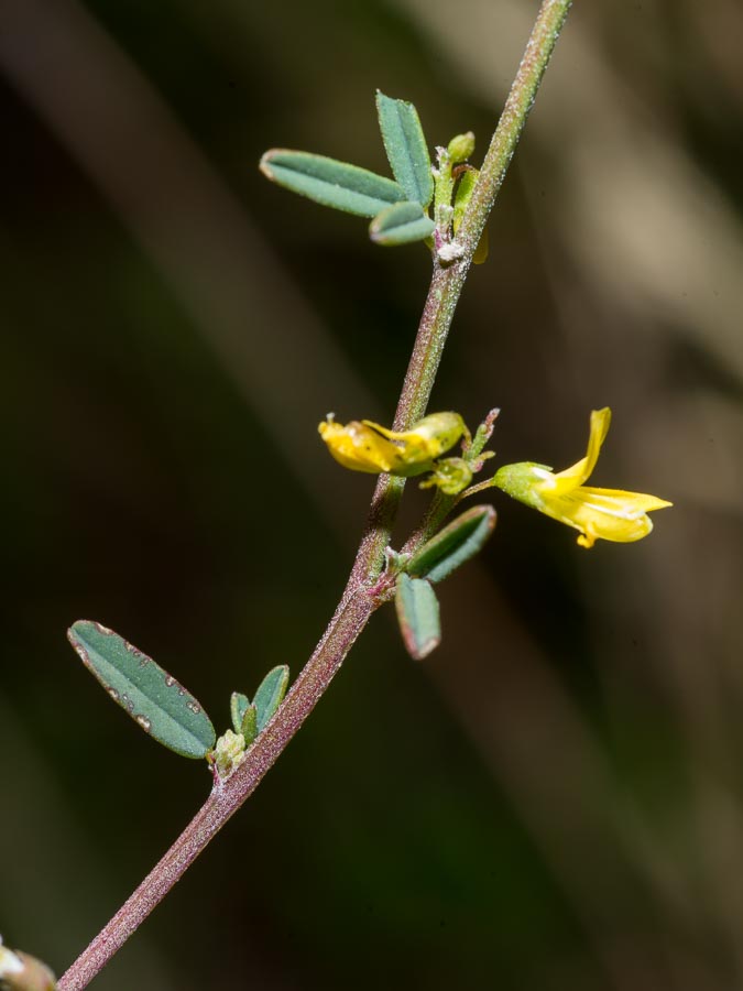 Trigonella altissima (=Melilotus altissimus) / Meliloto altissimo